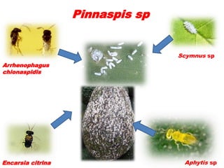 Pinnaspis sp


                                  Scymnus sp
Arrhenophagus
chionaspidis




Encarsia citrina                   Aphytis sp
 