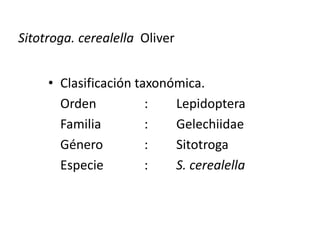 Sitotroga. cerealella Oliver


     • Clasificación taxonómica.
       Orden           :   Lepidoptera
       Familia         :   Gelechiidae
       Género          :   Sitotroga
       Especie         :   S. cerealella
 