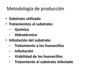 Metodología de producción
• Substrato utilizado
• Tratamientos al substrato:
  - Químico
  - Hidrotérmico
• Infestación del substrato
  - Tratamiento a los huevecillos
  - Infestación
  - Viabilidad de los huevecillos
  - Tratamiento al substrato infectado
 