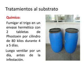 Tratamientos al substrato
Químico:
Fumigar el trigo en un
envase hermético con
2      tabletas     de
Phostoxin por cilindro
de 80 kilos durante 4
a 5 días.
Luego ventilar por un
día, antes de la
infestación.
 