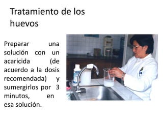 Tratamiento de los
 huevos
Preparar      una
solución con un
acaricida      (de
acuerdo a la dosis
recomendada) y
sumergirlos por 3
minutos,      en
esa solución.
 