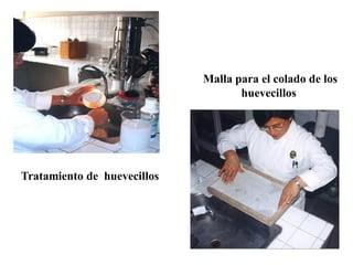 Malla para el colado de los
                                    huevecillos




Tratamiento de huevecillos
 