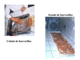 Secado de huevecillos




Colado de huevecillos
 