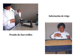 Infestación de trigo




Pesado de huevecillos
 