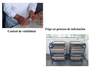 Trigo en proceso de infestación
Control de viabilidad
 