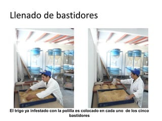 Llenado de bastidores




El trigo ya infestado con la polilla es colocado en cada uno de los cinco
                                 bastidores
 