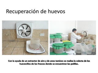 Recuperación de huevos




Con la ayuda de un extractor de aire y de unos tamices se realiza la colecta de los
           huevecillos de los frascos donde se encuentran las polillas.
 