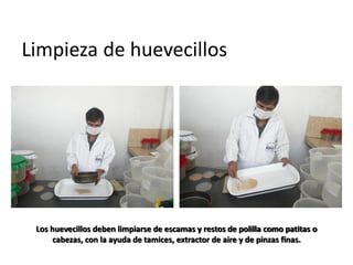 Limpieza de huevecillos




 Los huevecillos deben limpiarse de escamas y restos de polilla como patitas o
      cabezas, con la ayuda de tamices, extractor de aire y de pinzas finas.
 