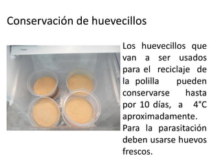 Conservación de huevecillos
                      Los huevecillos que
                      van a ser usados
                      para el reciclaje de
                      la polilla   pueden
                      conservarse     hasta
                      por 10 días, a 4°C
                      aproximadamente.
                      Para la parasitación
                      deben usarse huevos
                      frescos.
 