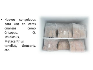 • Huevos congelados
  para uso en otras
  crianzas     como
  Crisopas,       O.
  insidiosus,
  Metacanthus
  tenellus, Geocoris,
  etc.
 