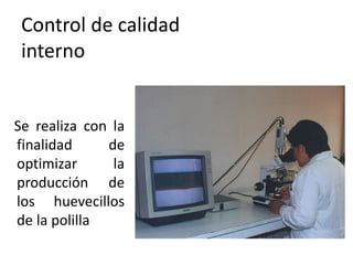 Control de calidad
 interno


Se realiza con la
finalidad     de
optimizar      la
producción de
los huevecillos
de la polilla
 