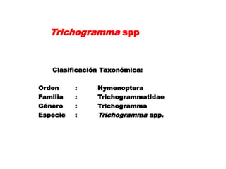Trichogramma spp


   Clasificación Taxonómica:

Orden     :    Hymenoptera
Familia   :    Trichogrammatidae
Género    :    Trichogramma
Especie   :    Trichogramma spp.
 