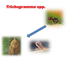 Trichogramma spp.
 