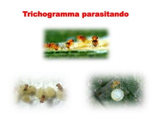 Trichogramma parasitando
 
