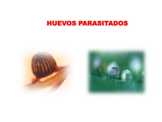 HUEVOS PARASITADOS
 