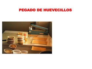 PEGADO DE HUEVECILLOS
 