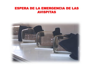 ESPERA DE LA EMERGENCIA DE LAS
           AVISPITAS
 