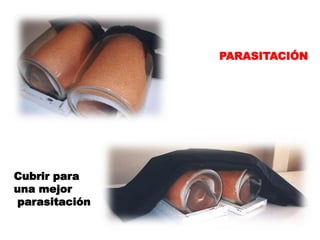 PARASITACIÓN




Cubrir para
una mejor
parasitación
 