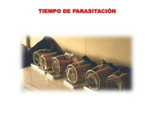 TIEMPO DE PARASITACIÓN
 
