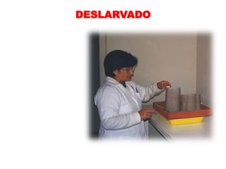 DESLARVADO
 
