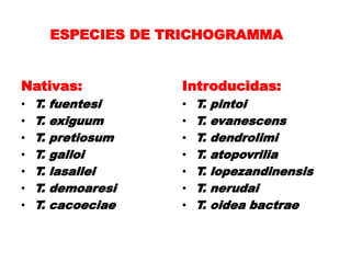 ESPECIES DE TRICHOGRAMMA


Nativas:              Introducidas:
•   T.   fuentesi     •   T.   pintoi
•   T.   exiguum      •   T.   evanescens
•   T.   pretiosum    •   T.   dendrolimi
•   T.   galloi       •   T.   atopovrilia
•   T.   lasallei     •   T.   lopezandinensis
•   T.   demoaresi    •   T.   nerudai
•   T.   cacoeciae    •   T.   oidea bactrae
 