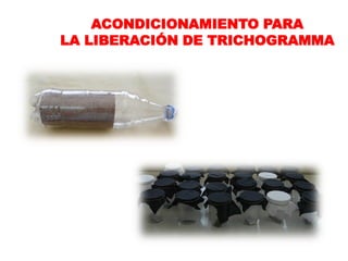 ACONDICIONAMIENTO PARA
LA LIBERACIÓN DE TRICHOGRAMMA
 