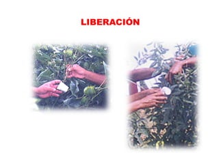 LIBERACIÓN
 