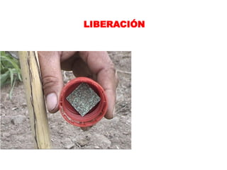 LIBERACIÓN
 