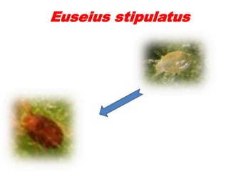 Euseius stipulatus
 