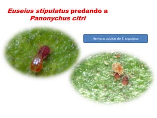 Euseius stipulatus predando a
      Panonychus citri


                        Hembras adultas de E. stipulatus
 