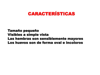 CARACTERÍSTICAS


Tamaño pequeño
Visibles a simple vista
Las hembras son sensiblemente mayores
Los huevos son de forma oval e incoloros
 