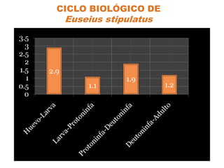 CICLO BIOLÓGICO DE
 Euseius stipulatus
 