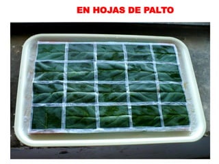 EN HOJAS DE PALTO
 