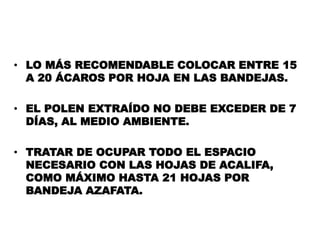• LO MÁS RECOMENDABLE COLOCAR ENTRE 15
  A 20 ÁCAROS POR HOJA EN LAS BANDEJAS.

• EL POLEN EXTRAÍDO NO DEBE EXCEDER DE 7
  DÍAS, AL MEDIO AMBIENTE.

• TRATAR DE OCUPAR TODO EL ESPACIO
  NECESARIO CON LAS HOJAS DE ACALIFA,
  COMO MÁXIMO HASTA 21 HOJAS POR
  BANDEJA AZAFATA.
 