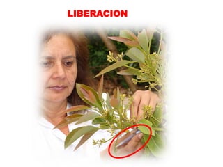 LIBERACION
 