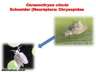 Ceraeochrysa cincta
      Schneider (Neuróptera: Chrysopidae




Aleurodicus cocoi
 