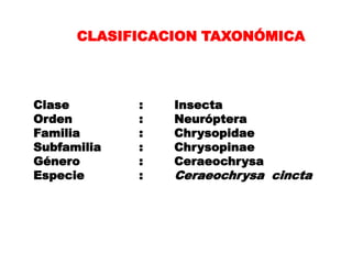 CLASIFICACION TAXONÓMICA



Clase        :   Insecta
Orden        :   Neuróptera
Familia      :   Chrysopidae
Subfamilia   :   Chrysopinae
Género       :   Ceraeochrysa
Especie      :   Ceraeochrysa cincta
 