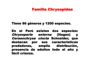 Familia Chrysopidae


Tiene 86 géneros y 1200 especies.

En   el   Perú   existen
                       dos especies:
Chrysoperla    externa   (Hagen)     y
Ceraeochrysa cincta Schneider, que
destacan por sus características
predadoras,    amplia    distribución,
presencia de adultos todo el año y
fácil crianza.
 