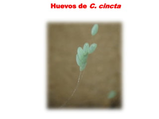 Huevos de C. cincta
 