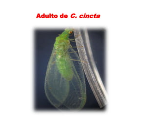Adulto de C. cincta
 