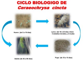 CICLO BIOLOGIGO DE
    Ceraeochrysa cincta




Huevo (de 5 a 10 días)     Larva (de 18 a 23 días ) tiene
                           3 estadíos larvales y 2 mudas




                               Pupa (de 10 a 15 días)
Adulto (de 45 a 90 días)
 