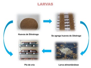 LARVAS




Huevos de Sitrotroga
                         Se agrega huevos de Sitotroga




      Píe de cría               Larva alimentándose
 