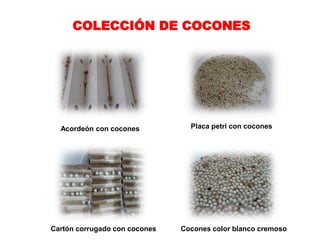 COLECCIÓN DE COCONES




  Acordeón con cocones           Placa petri con cocones




Cartón corrugado con cocones   Cocones color blanco cremoso
 