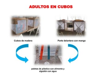 ADULTOS EN CUBOS




Cubos de madera                          Parte delantera con manga




              paletas de plástico con alimento y
                      algodón con agua
 