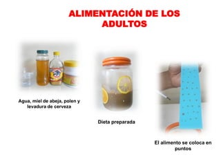 ALIMENTACIÓN DE LOS
                           ADULTOS




Agua, miel de abeja, polen y
   levadura de cerveza


                               Dieta preparada



                                                 El alimento se coloca en
                                                          puntos
 