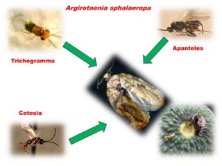 Argirotaenia sphalaeropa




                                          Apanteles

Trichogramma




  Cotesia
 