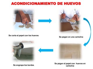 ACONDICIONAMIENTO DE HUEVOS




Se corta el papel con los huevos
                                       Se pegan en una cartulina




                                   Se pegan el papel con huevos en
    Se engrapa los bordes                      cartulina
 