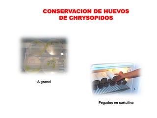 CONSERVACION DE HUEVOS
       DE CHRYSOPIDOS




A granel




                 Pegados en cartulina
 
