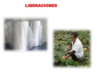 LIBERACIONES
 