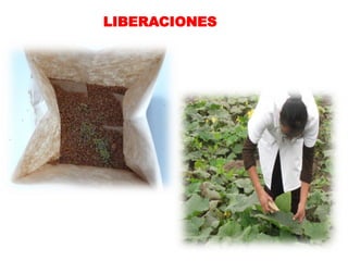 LIBERACIONES
 